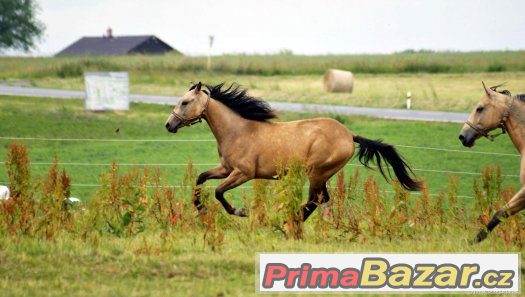 Paint horse klisna