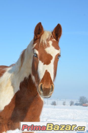 Allround klisna  paint horse tobiano 5/2016