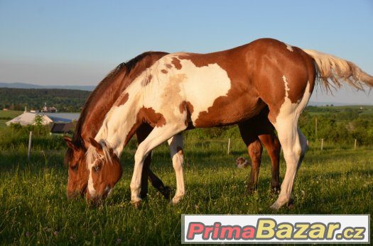 Allround klisna  paint horse tobiano 5/2016