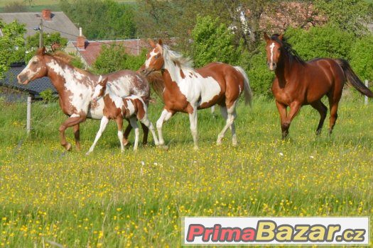 Allround klisna  paint horse tobiano 5/2016