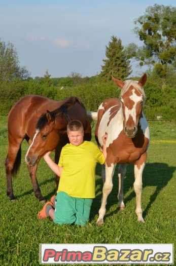 Allround klisna  paint horse tobiano 5/2016