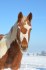 Allround klisna  paint horse tobiano 5/2016