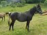 klisna paso fino - arab