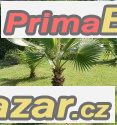 washingtonia-robusta-naklicena-semena
