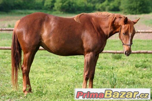 appa-x-aqha-3-leta-klisna