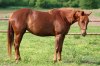 Appa x AQHA 3-letá klisna