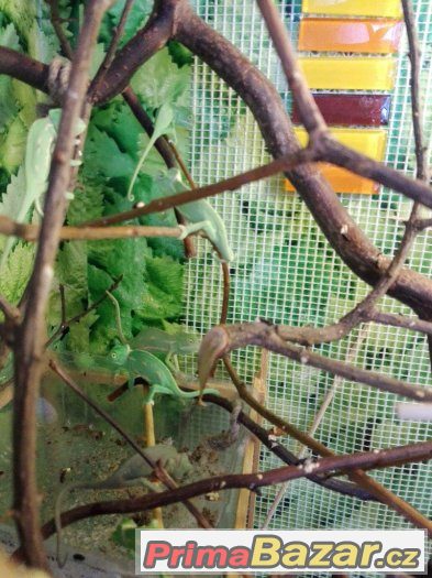 CHameleon Jemenský CHameleon Jemenský