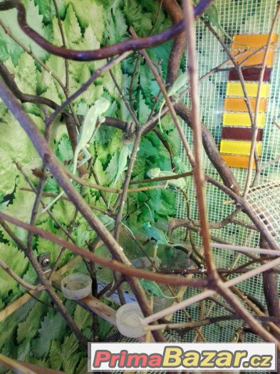 CHameleon Jemenský CHameleon Jemenský