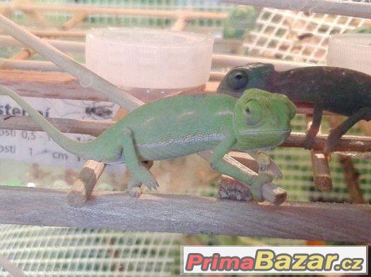 CHameleon Jemenský CHameleon Jemenský
