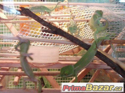CHameleon Jemenský CHameleon Jemenský