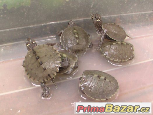 Mláďata vodních želviček