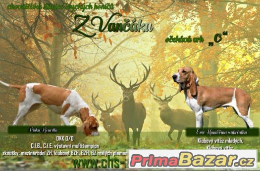 Švycký honič s PP Švycký honič s PP