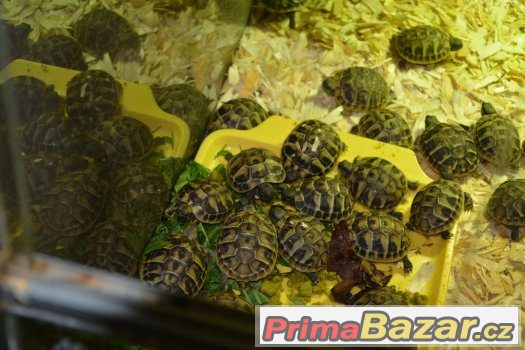 Suchozemské želvy Suchozemské želvy