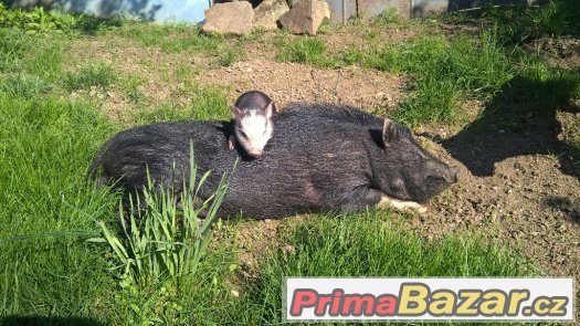 prodám miniprasátka Göttingenská prodám miniprasátka Göttingenská