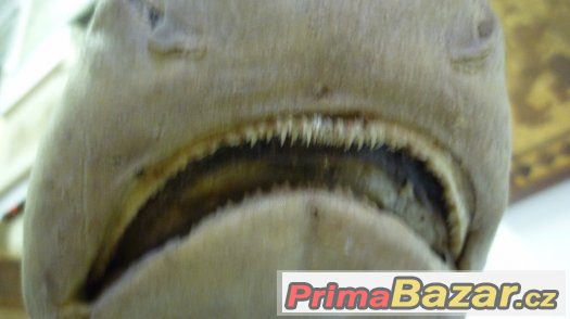 Žralok Shark Hai - pravá vycpaná ryba, trofej