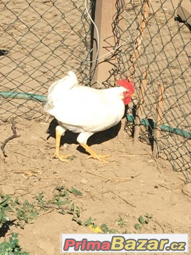 Kohouti Leghorn