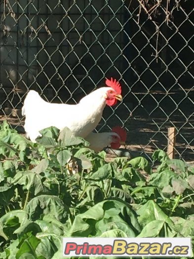 Kohouti Leghorn