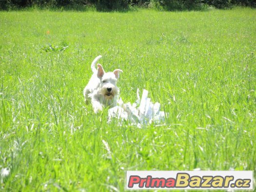 Knírač malý bílý - chovný pes