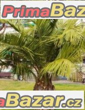 jubaea-chilensis-naklicena-semena