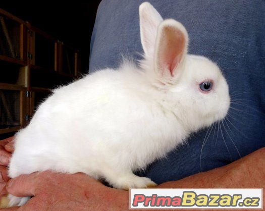 Zakrslý králík - sameček