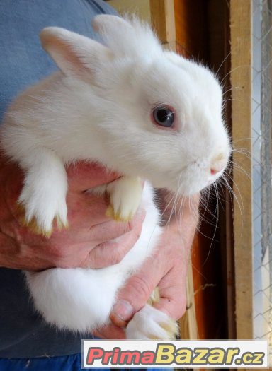 Zakrslý králík - sameček