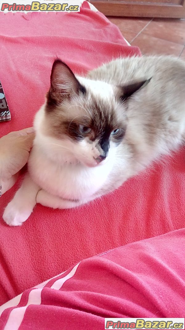 Prodám kočku Ragdoll