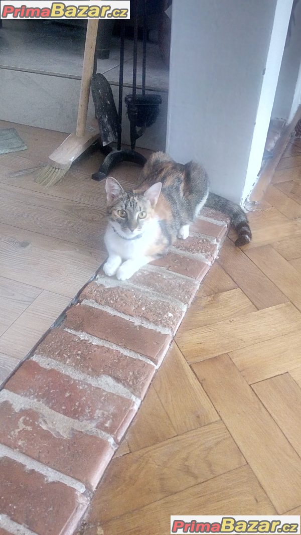 Prodám kočku Ragdoll