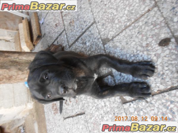 Cane Corso