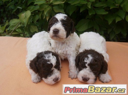 Lagotto Romagnolo