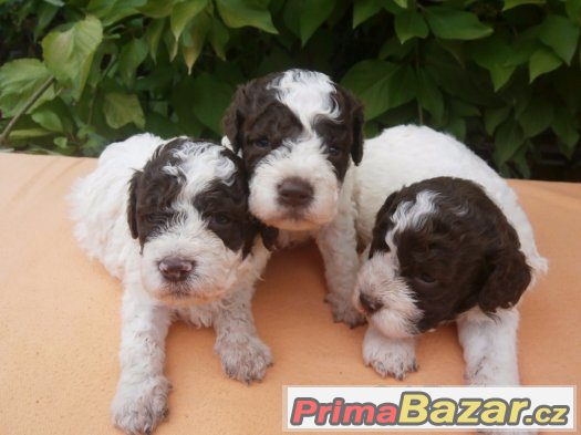 Lagotto Romagnolo