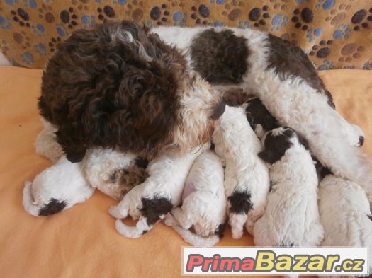 Lagotto Romagnolo