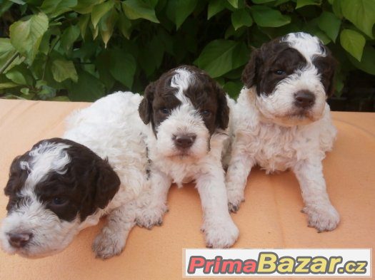 Lagotto Romagnolo