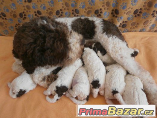 Lagotto romagnolo Italský vodní pes