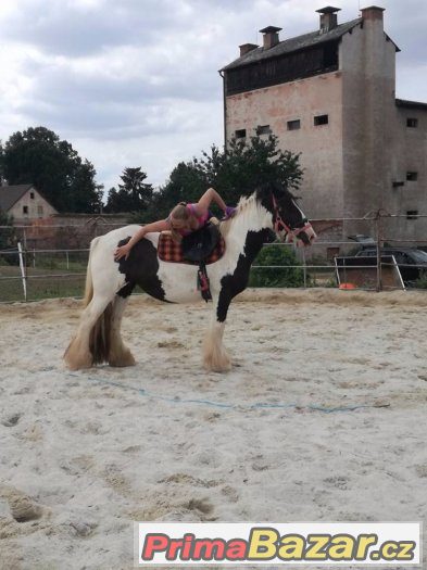 Irská cobka těsně před obsednutím