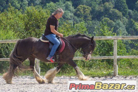 Připuštěná kobyla irského coba do rodiny