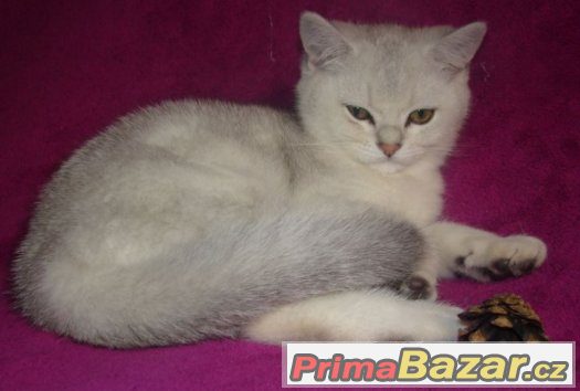 Britská černá stříbřitě stínovaná kočička s PP