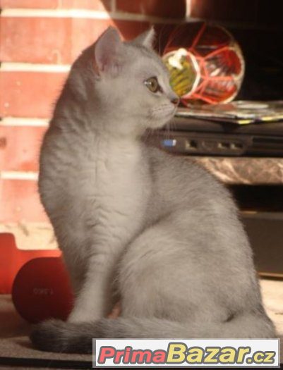 Britská černá stříbřitě stínovaná kočička s PP