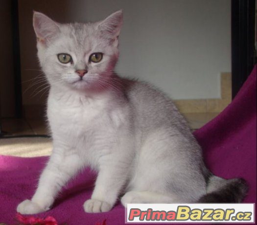 Britská černá stříbřitě stínovaná koťatka s PP