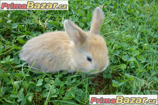 Prodám zakrslé králíčky BERÁNKY Prodám zakrslé králíčky BERÁNKY
