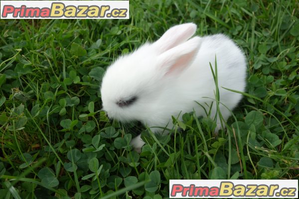 Prodám zakrslé králíčky BERÁNKY Prodám zakrslé králíčky BERÁNKY