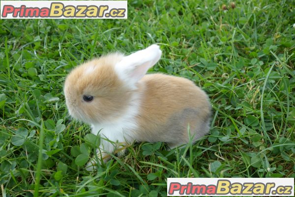 Prodám zakrslé králíčky BERÁNKY Prodám zakrslé králíčky BERÁNKY