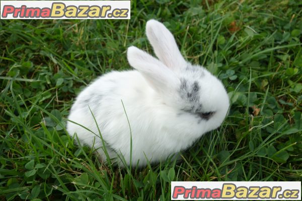 Prodám zakrslé králíčky BERÁNKY Prodám zakrslé králíčky BERÁNKY