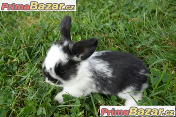 Prodám zakrslé králíčky BERÁNKY Prodám zakrslé králíčky BERÁNKY