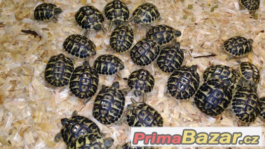 Želva zelenavá - Testudo hermanni hermanni Želva zelenavá - Testudo hermanni hermanni