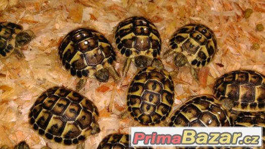 Želva zelenavá - Testudo hermanni hermanni Želva zelenavá - Testudo hermanni hermanni