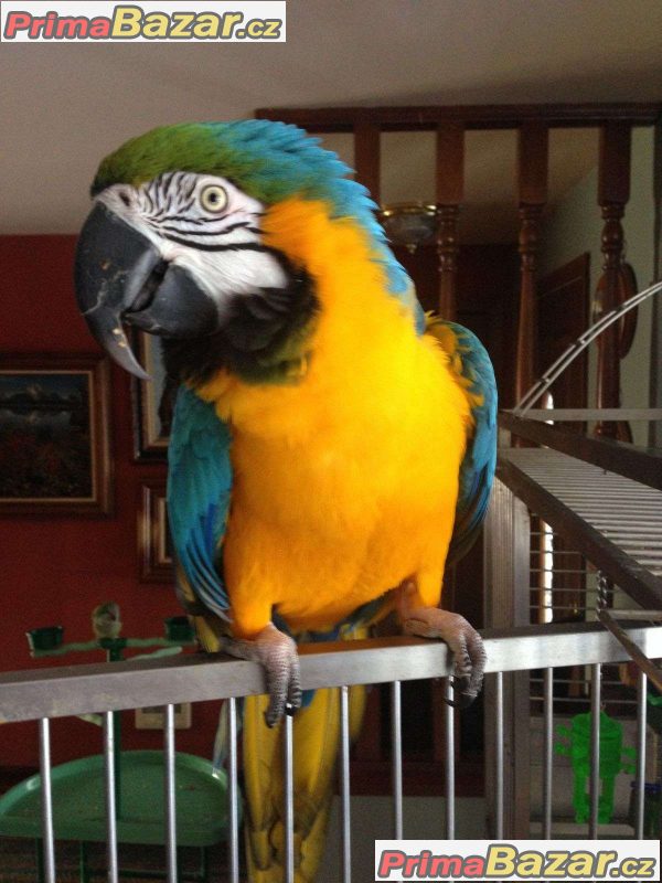 nabidka-zlate-a-modre-papousci