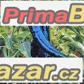 chilli-pasilla-bajio-semena
