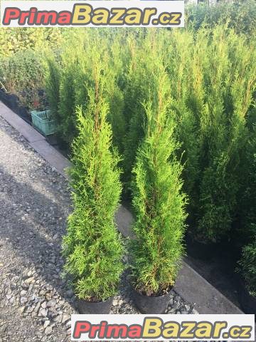 Thuja smaragd - akce - 55,-Kč/50cm