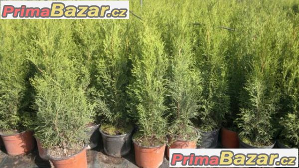 Thuja smaragd - akce - 55,-Kč/50cm