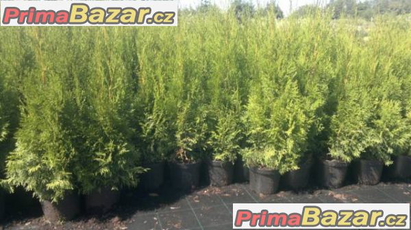 Thuja smaragd - akce - 55,-Kč/50cm